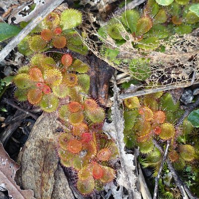 Drosera aberrans, photographed by yatesy