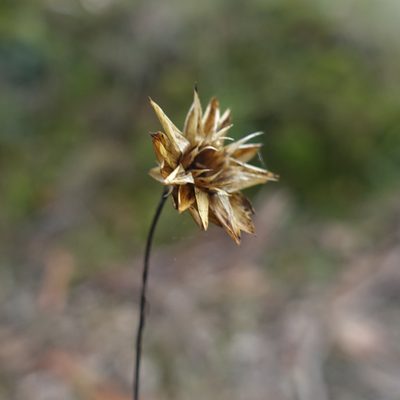 Xerochrysum viscosum, photographed by yatesy