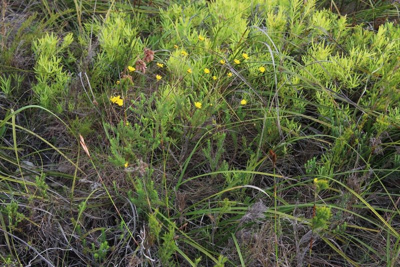 Euryops munitus, photographed by Tony Rebelo