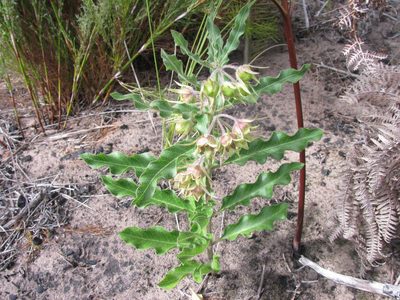 Pachycarpus dealbatus, photographed by douglaseustonbrown
