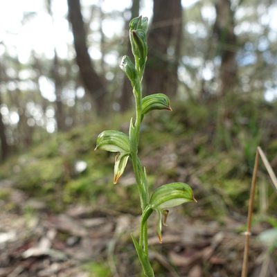 Pterostylis melagramma, photographed by yatesy