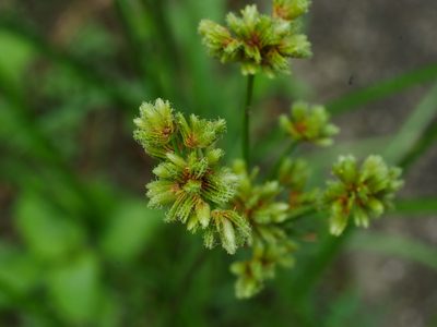 Cyperus surinamensis, photographed by Jacy Chen