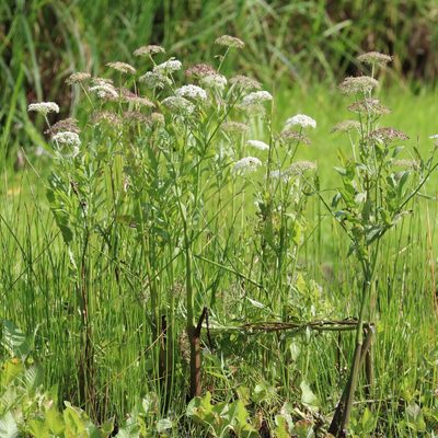 Sium latifolium, photographed by Константин Селивёрстов