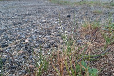 Polygonella articulata, photographed by Quinten Wiegersma