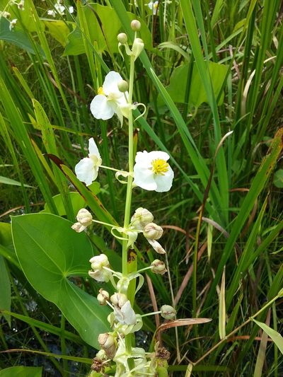 Sagittaria brevirostra, photographed by Mary Crickmore