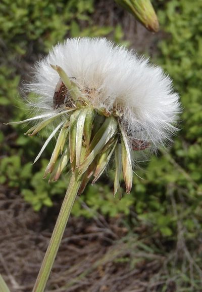 Sonchus wilmsii, photographed by Nicola van Berkel