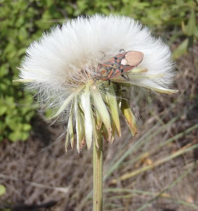Sonchus wilmsii, photographed by Nicola van Berkel