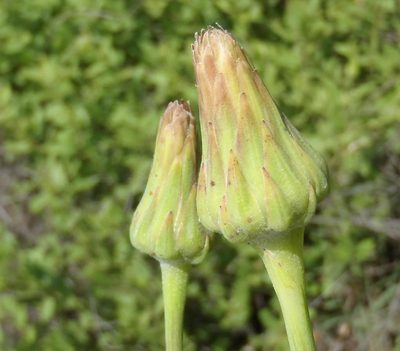 Sonchus wilmsii, photographed by Nicola van Berkel