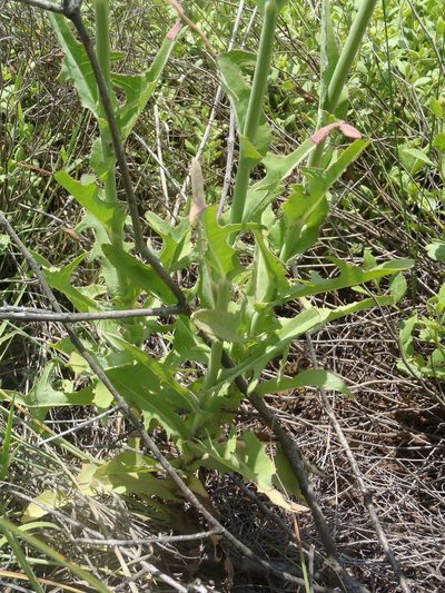 Sonchus wilmsii, photographed by Nicola van Berkel