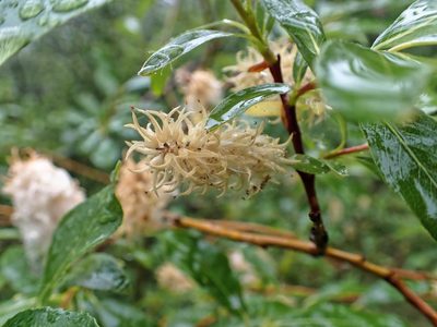 Salix phylicifolia, photographed by Donald Davesne