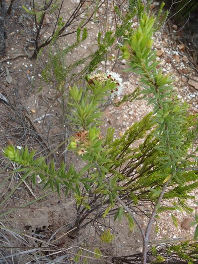 Agathosma puberula, photographed by Nicola van Berkel
