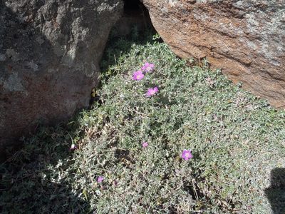 Geranium harveyi, photographed by Nicola van Berkel