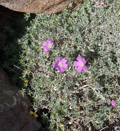 Geranium harveyi, photographed by Nicola van Berkel