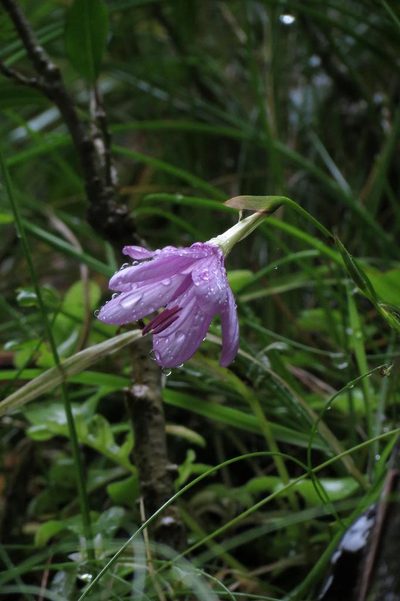 Geissorhiza uliginosa, photographed by Brian du Preez