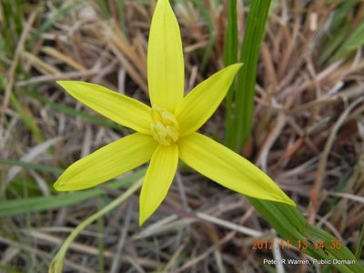 Empodium elongatum, photographed by Peter Warren