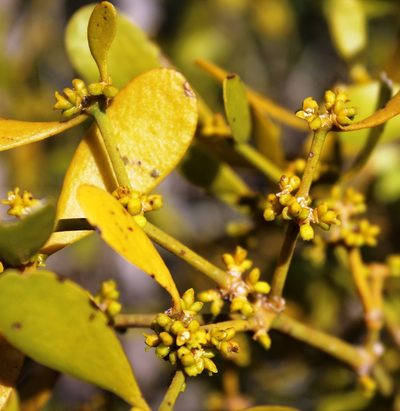 Viscum obscurum, photographed by Tony Rebelo