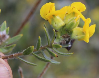 Liparia umbellifera, photographed by Tony Rebelo