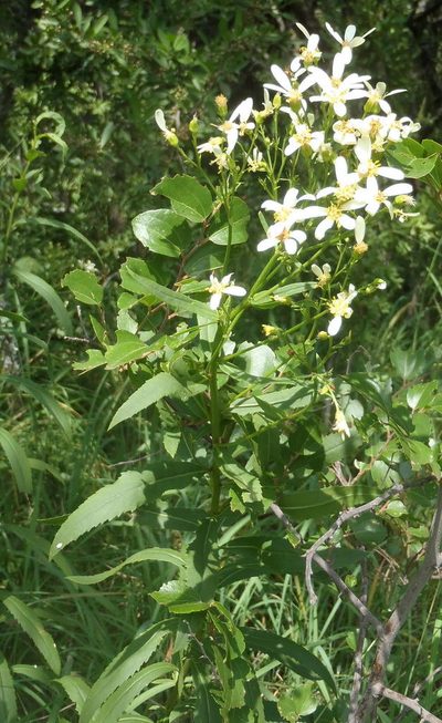 Senecio pentactinus, photographed by Nicola van Berkel