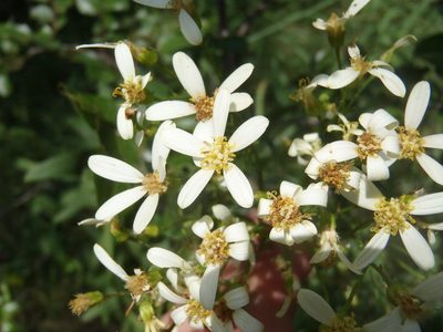 Senecio pentactinus, photographed by Nicola van Berkel