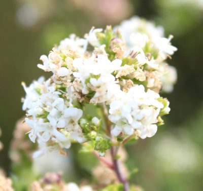 Selago glomerata, photographed by Tony Rebelo