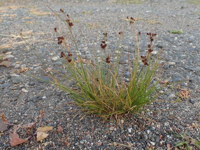 Juncus compressus, photographed by Allan Harris