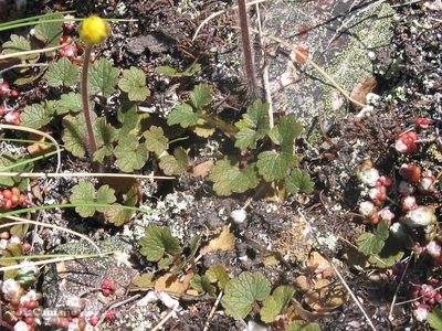 Ranunculus nigrescens, photographed by José Luis Camaño