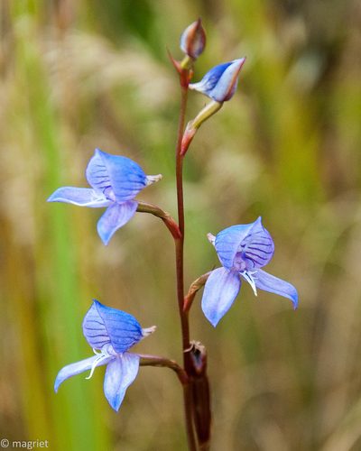 Disa venusta, photographed by magriet b