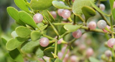 Viscum obscurum, photographed by Tony Rebelo