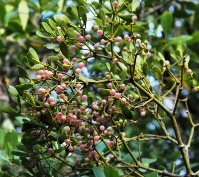 Viscum obscurum, photographed by Tony Rebelo