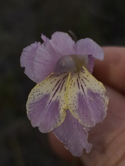 Gladiolus mutabilis, photographed by kevin koen