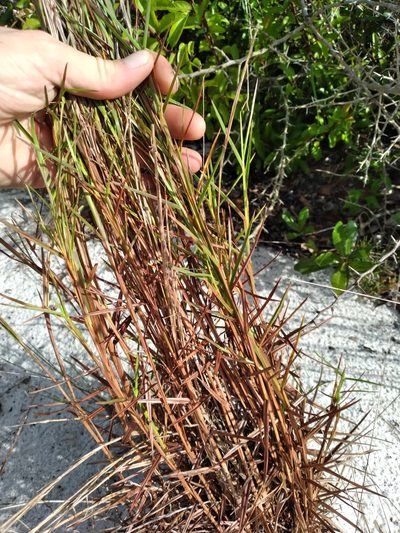Schizachyrium niveum, photographed by Scott Ward