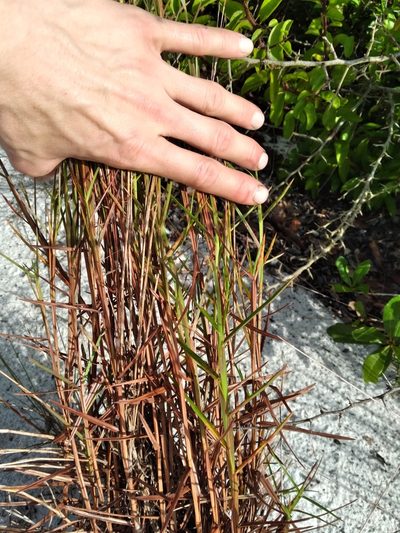 Schizachyrium niveum, photographed by Scott Ward