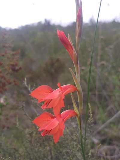 Gladiolus teretifolius, photographed by kevin koen