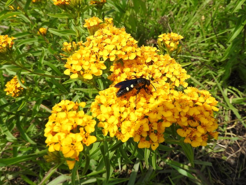 Tagetes lucida, photographed by Oscar Alejandro Morales Juárez