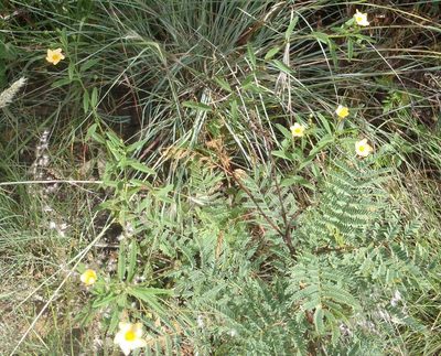 Sida lancifolia, photographed by Nicola van Berkel