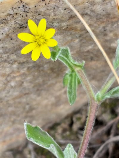 Osteospermum calendulaceum, photographed by kevin koen