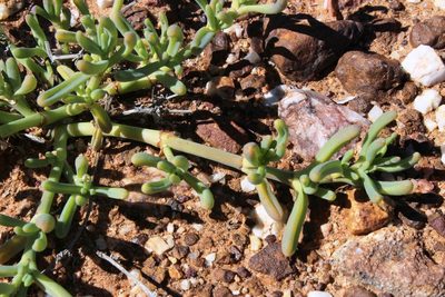 Mesembryanthemum rapaceum, photographed by Tony Rebelo