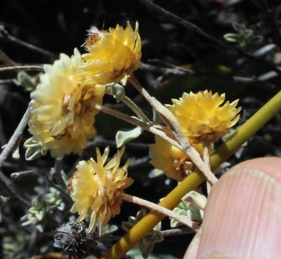 Helichrysum acrophilum, photographed by Tony Rebelo