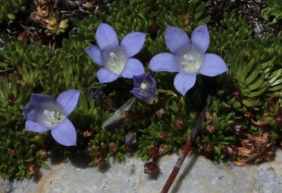 Prismatocarpus alpinus, photographed by Tony Rebelo