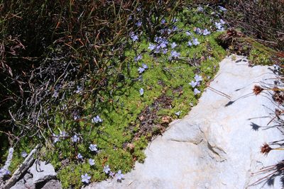 Prismatocarpus alpinus, photographed by Tony Rebelo