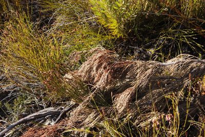 Hakea drupacea, photographed by Tony Rebelo