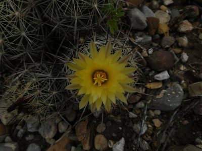 Coryphantha delaetiana, photographed by Jonathan Rodriguez