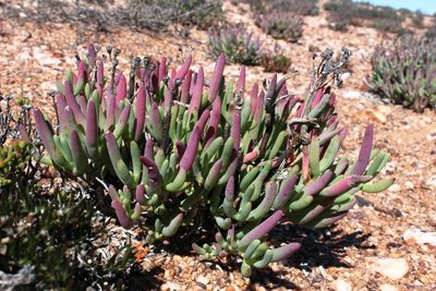 Ruschia muelleri, photographed by Tony Rebelo