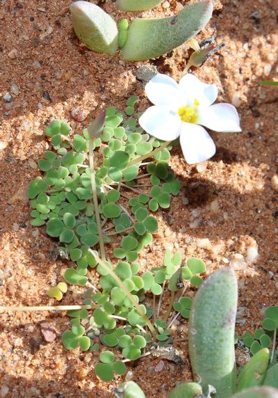 Oxalis lichenoides, photographed by Tony Rebelo
