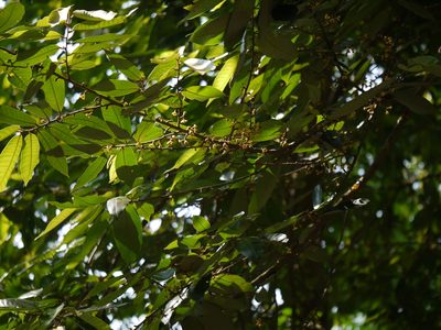 Knema attenuata, photographed by Dinesh Valke