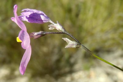 Ixia confusa, photographed by Nicola van Berkel