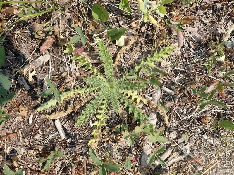 Cirsium drummondii, photographed by Mary Krieger