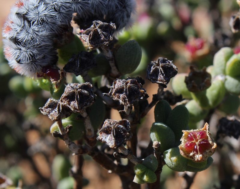 Ruschia subsphaerica, photographed by Tony Rebelo