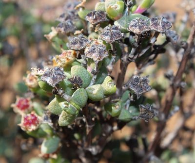 Ruschia subsphaerica, photographed by Tony Rebelo