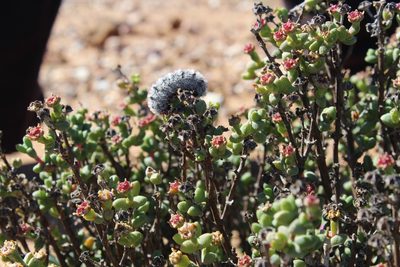Ruschia subsphaerica, photographed by Tony Rebelo